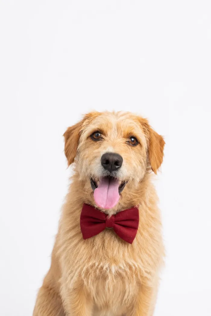Cachorro raça SRD-ViraLata idade 3 anos nome Antonio 