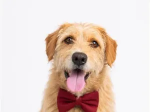 Cachorro raça SRD-ViraLata idade 3 anos nome Antonio 