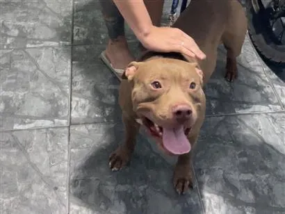 Cachorro raça Pit-Bull idade 2 anos nome Tom