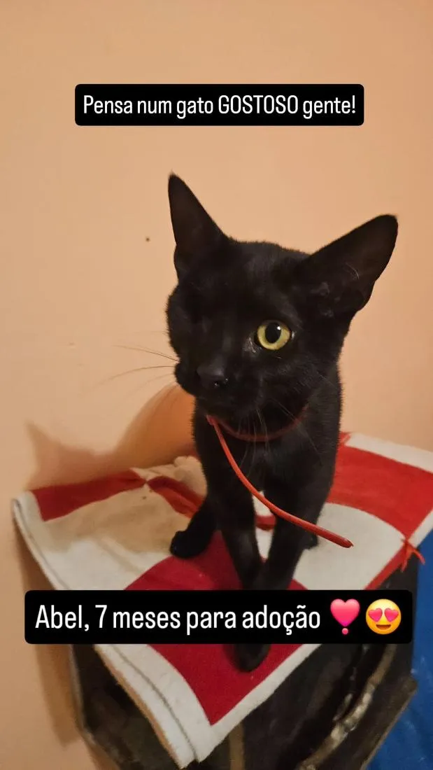 Gato raça SRD-ViraLata idade 2 a 6 meses nome Abel