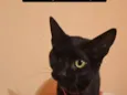 Abel