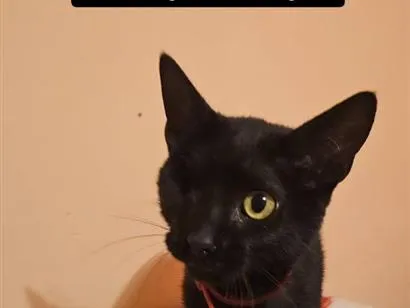 Gato raça SRD-ViraLata idade 2 a 6 meses nome Abel