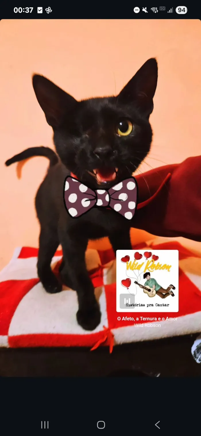 Gato raça SRD-ViraLata idade 2 a 6 meses nome Abel