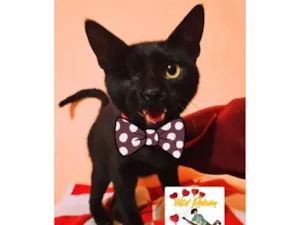 Gato raça SRD-ViraLata idade 2 a 6 meses nome Abel