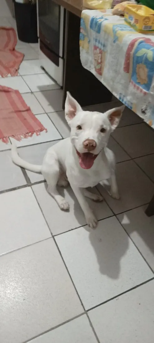 Cachorro raça Pit-Bull idade 7 a 11 meses nome Zion