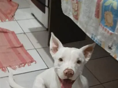 Cachorro raça Pit-Bull idade 7 a 11 meses nome Zion