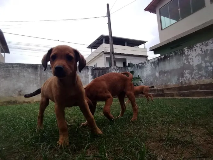 Cachorro raça SRD-ViraLata idade 2 a 6 meses nome Lindos filhotes 