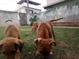 Lindos filhotes 