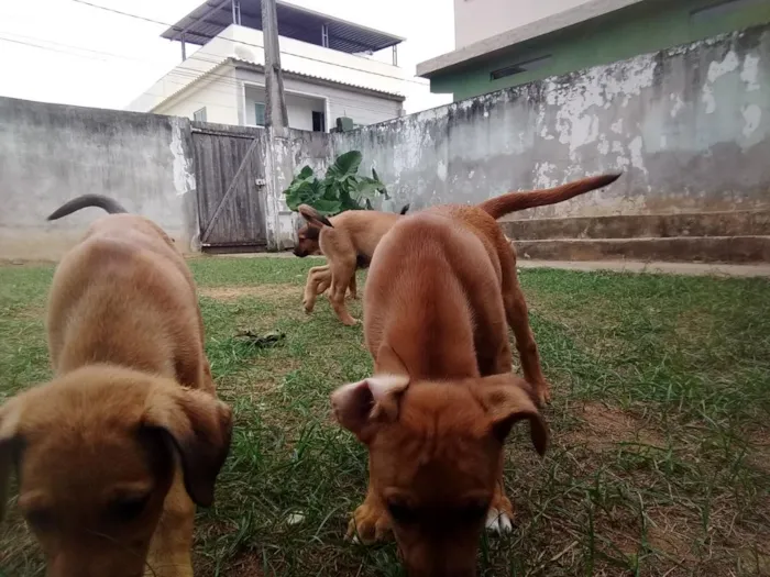 Cachorro raça SRD-ViraLata idade 2 a 6 meses nome Lindos filhotes 