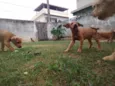 Lindos filhotes 