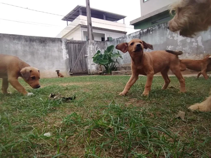 Cachorro raça SRD-ViraLata idade 2 a 6 meses nome Lindos filhotes 