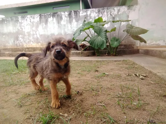Cachorro raça SRD-ViraLata idade 2 a 6 meses nome Lindos filhotes 