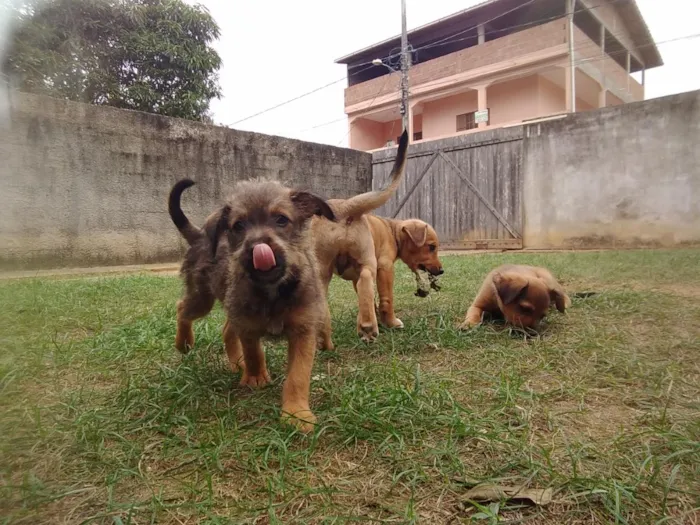 Cachorro raça SRD-ViraLata idade 2 a 6 meses nome Lindos filhotes 