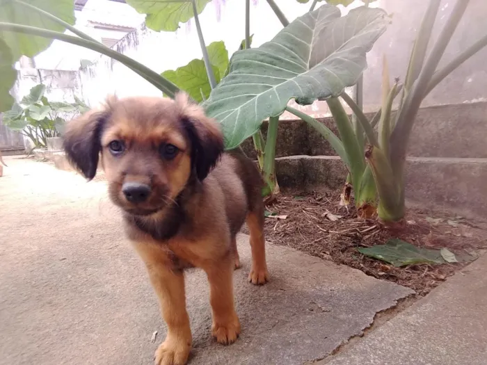 Cachorro raça SRD-ViraLata idade 2 a 6 meses nome Lindos filhotes 