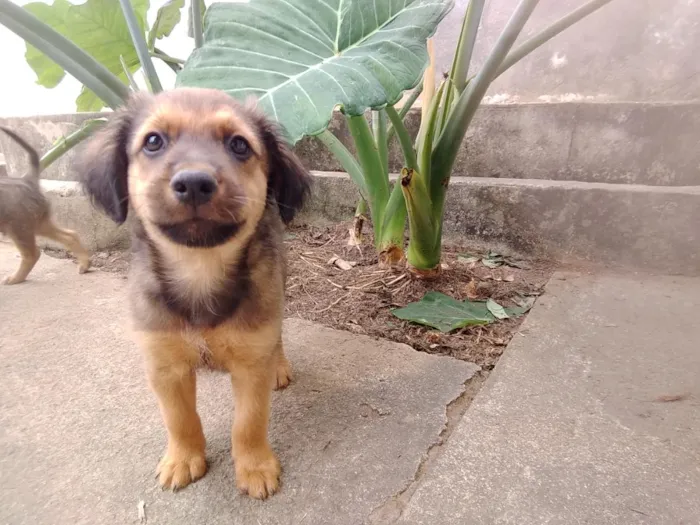 Cachorro raça SRD-ViraLata idade 2 a 6 meses nome Lindos filhotes 