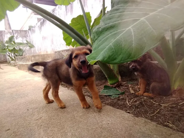 Cachorro raça SRD-ViraLata idade 2 a 6 meses nome Lindos filhotes 