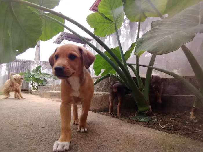 Cachorro raça SRD-ViraLata idade 2 a 6 meses nome Lindos filhotes 