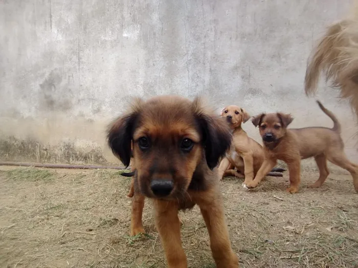 Cachorro raça SRD-ViraLata idade 2 a 6 meses nome Lindos filhotes 