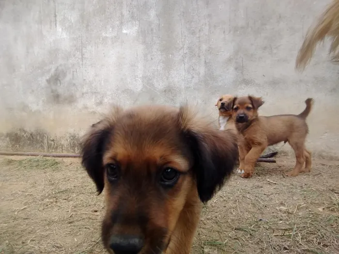 Cachorro raça SRD-ViraLata idade 2 a 6 meses nome Lindos filhotes 