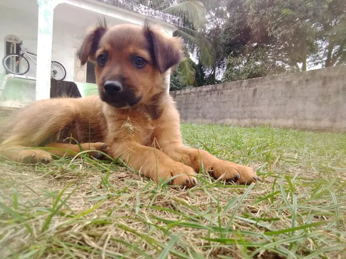 Cachorro raça SRD-ViraLata idade 2 a 6 meses nome Lindos filhotes 