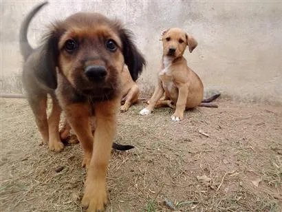 Cachorro raça SRD-ViraLata idade 2 a 6 meses nome Lindos filhotes 