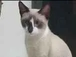 Gato raça Siamês idade 1 ano nome sheik