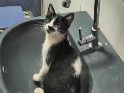 Gato raça SRD-ViraLata idade 2 a 6 meses nome Guri
