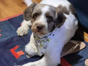 Cachorro raça SRD-ViraLata idade 1 ano nome Luke 