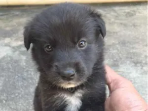 Cachorro raça SRD-ViraLata idade 2 a 6 meses nome Luke