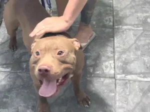 Cachorro raça Pit-Bull idade 2 anos nome Tom