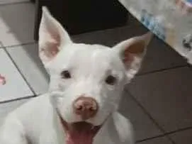 Cachorro raça Pit-Bull idade 7 a 11 meses nome Zion
