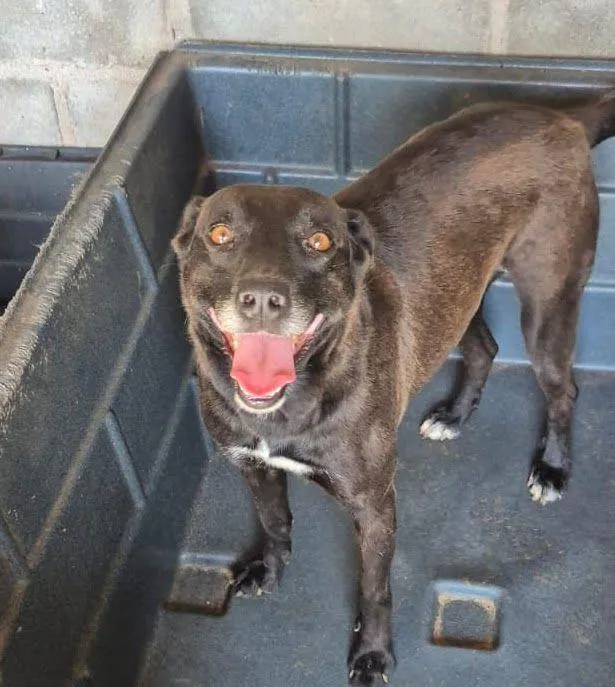 Cachorro raça SRD-ViraLata idade 5 anos nome Lena