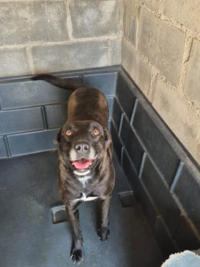 Cachorro raça SRD-ViraLata idade 5 anos nome Lena