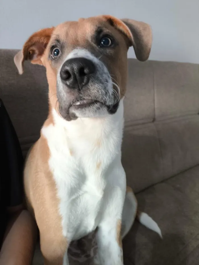 Cachorro raça Fila idade 2 a 6 meses nome Fred 