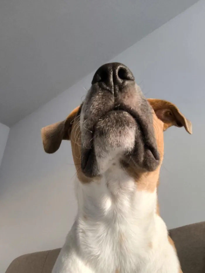 Cachorro raça Fila idade 2 a 6 meses nome Fred 