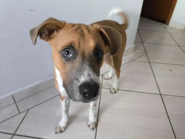 Cachorro raça Fila idade 2 a 6 meses nome Fred 