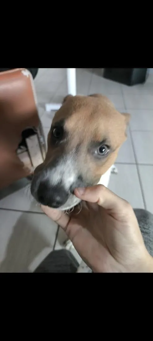 Cachorro raça Fila idade 2 a 6 meses nome Fred 