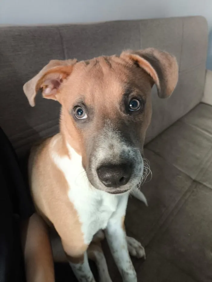 Cachorro raça Fila idade 2 a 6 meses nome Fred 