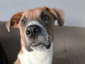Cachorro raça Fila idade 2 a 6 meses nome Fred 