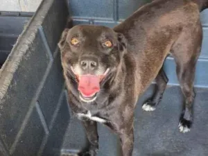 Cachorro raça SRD-ViraLata idade 5 anos nome Lena