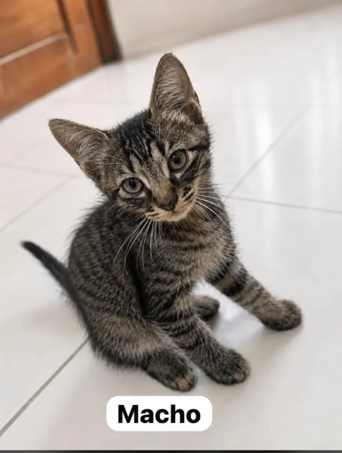Gato raça SRD-ViraLata idade 2 a 6 meses nome Não possuem nome