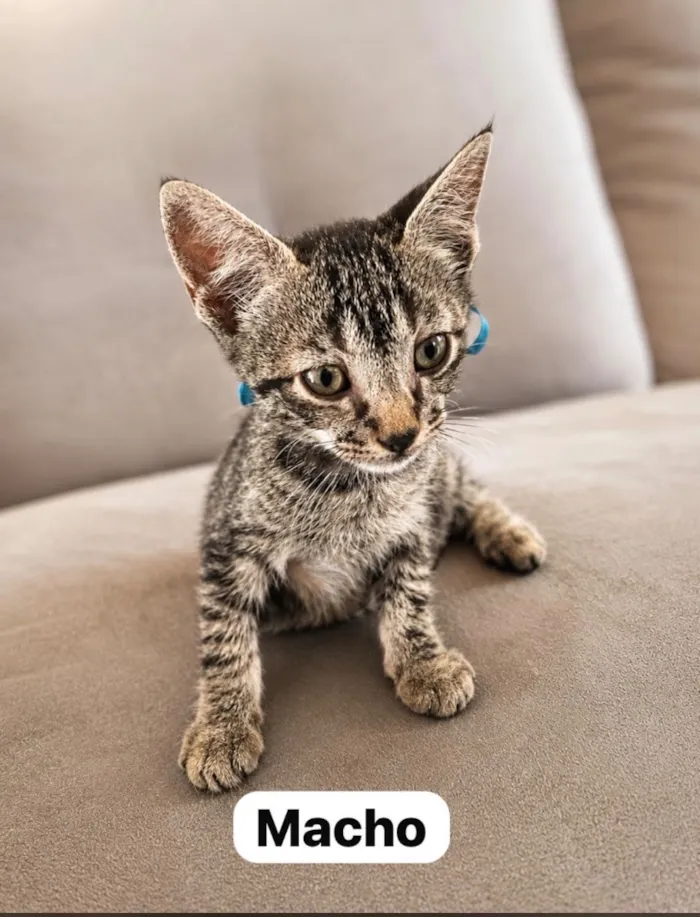 Gato raça SRD-ViraLata idade 2 a 6 meses nome Não possuem nome