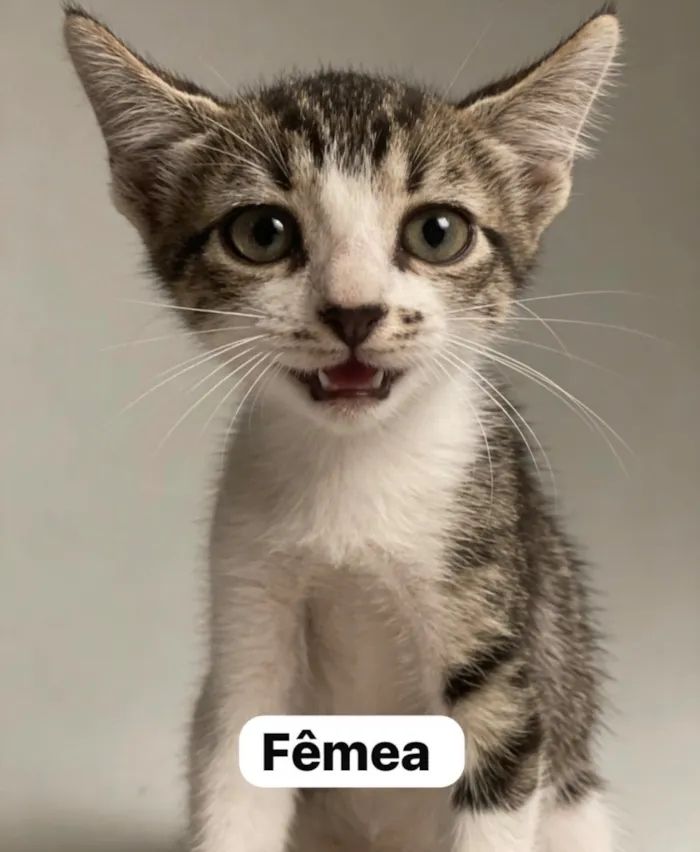Gato raça SRD-ViraLata idade 2 a 6 meses nome Não possuem nome