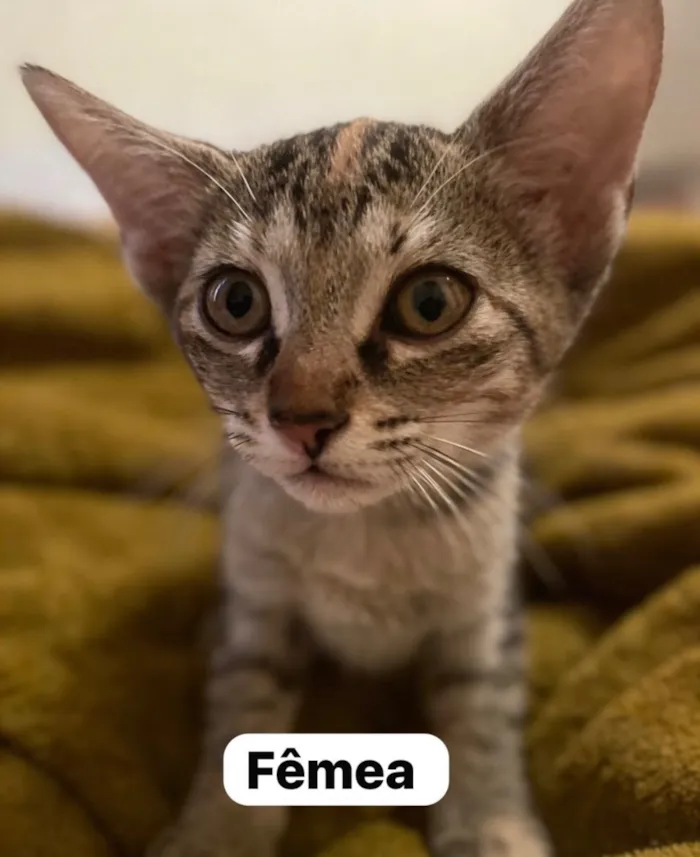 Gato raça SRD-ViraLata idade 2 a 6 meses nome Não possuem nome