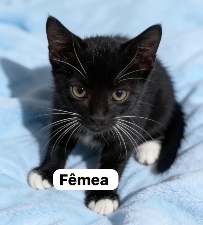 Gato raça SRD-ViraLata idade 2 a 6 meses nome Não possuem nome