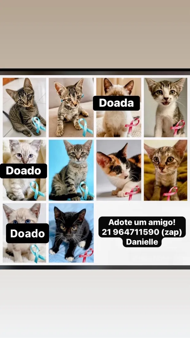 Gato raça SRD-ViraLata idade 2 a 6 meses nome Não possuem nome