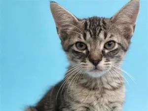 Gato raça SRD-ViraLata idade 2 a 6 meses nome Não possuem nome