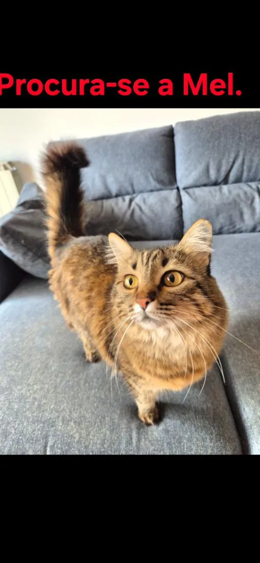 Gato raça SRD-ViraLata idade 5 anos nome Mel