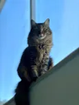 Mel