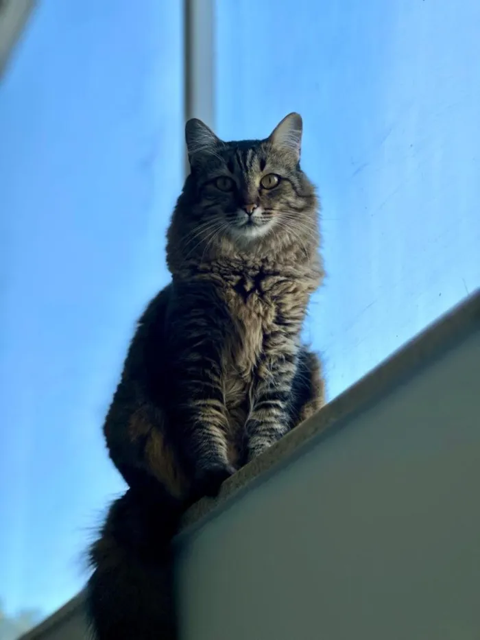 Gato raça SRD-ViraLata idade 5 anos nome Mel